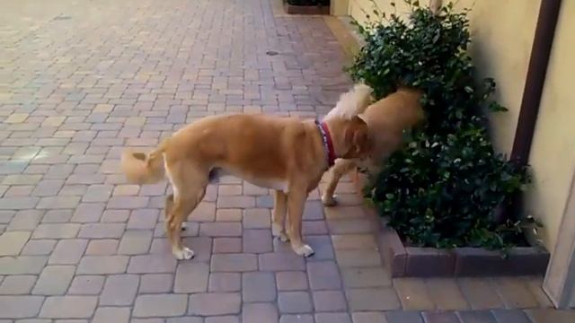 Golden Retriever Games смотреть онлайн
