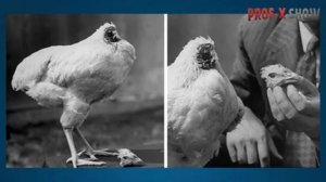Курица Майк живущая без головы Интересные факты