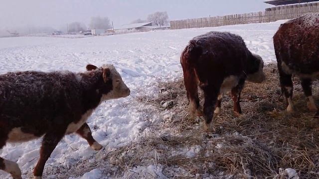 МОРОЗНАЯ НОЧЬ И УТРО МИНУС 22 ГРАДУСА. У ГЕРЕФОРДСКИХ ТЕЛЯТ ПОРЯДОК!!! смотреть онлайн