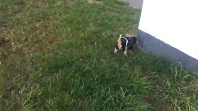 Жизнь собачья) Родители стареют.Как быть и что делать...