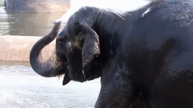 Хампи. Купание розового слона смотреть онлайн