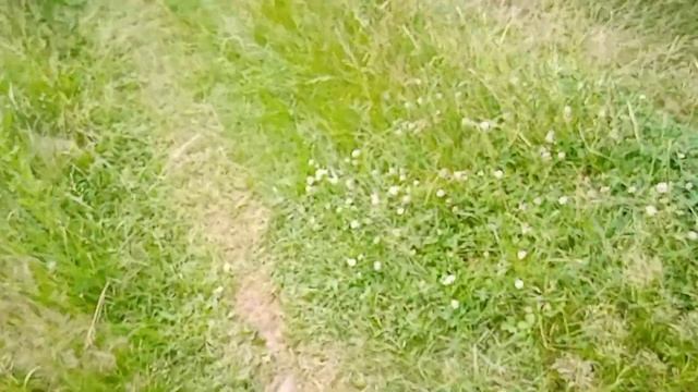 Цветение аморфы в разгаре смотреть онлайн