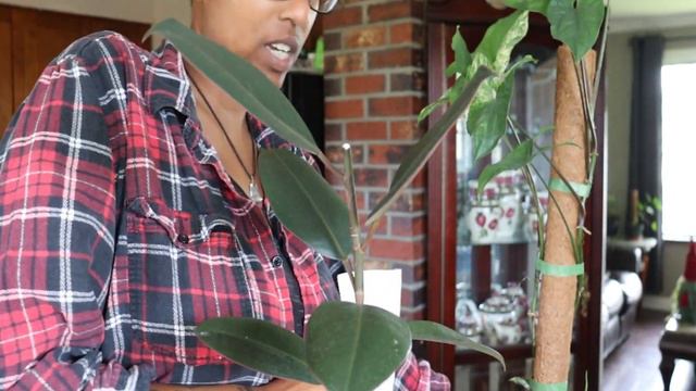 Propagate With Me. Syngonium, Ficus, Peperomia and more... смотреть онлайн
