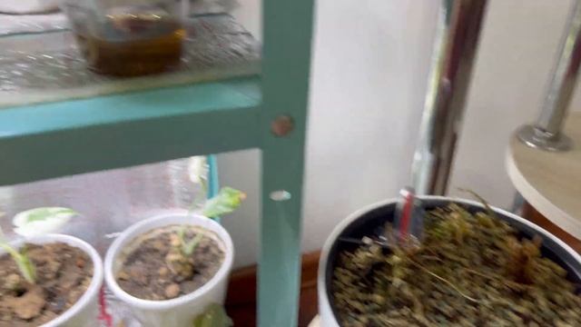 Новинки растений Пеперомия Буэнос Айрес/ Церопегия Вуда смотреть онлайн