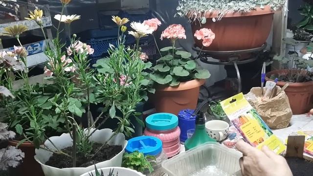 Всегда выращиваю ВЕРБЕНУ и ВИОЛУ, только так быстрые всходы и крепкая рассада смотреть онлайн