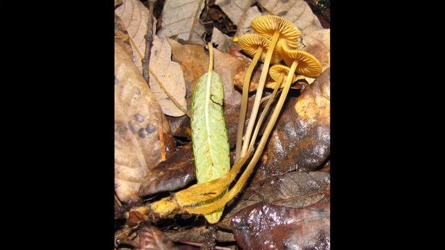 Mycena aurantiomarginata смотреть онлайн