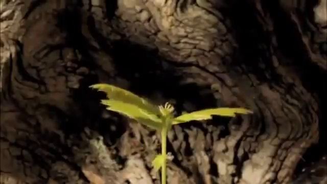 Рост дуба ускоренная съемка. смотреть онлайн