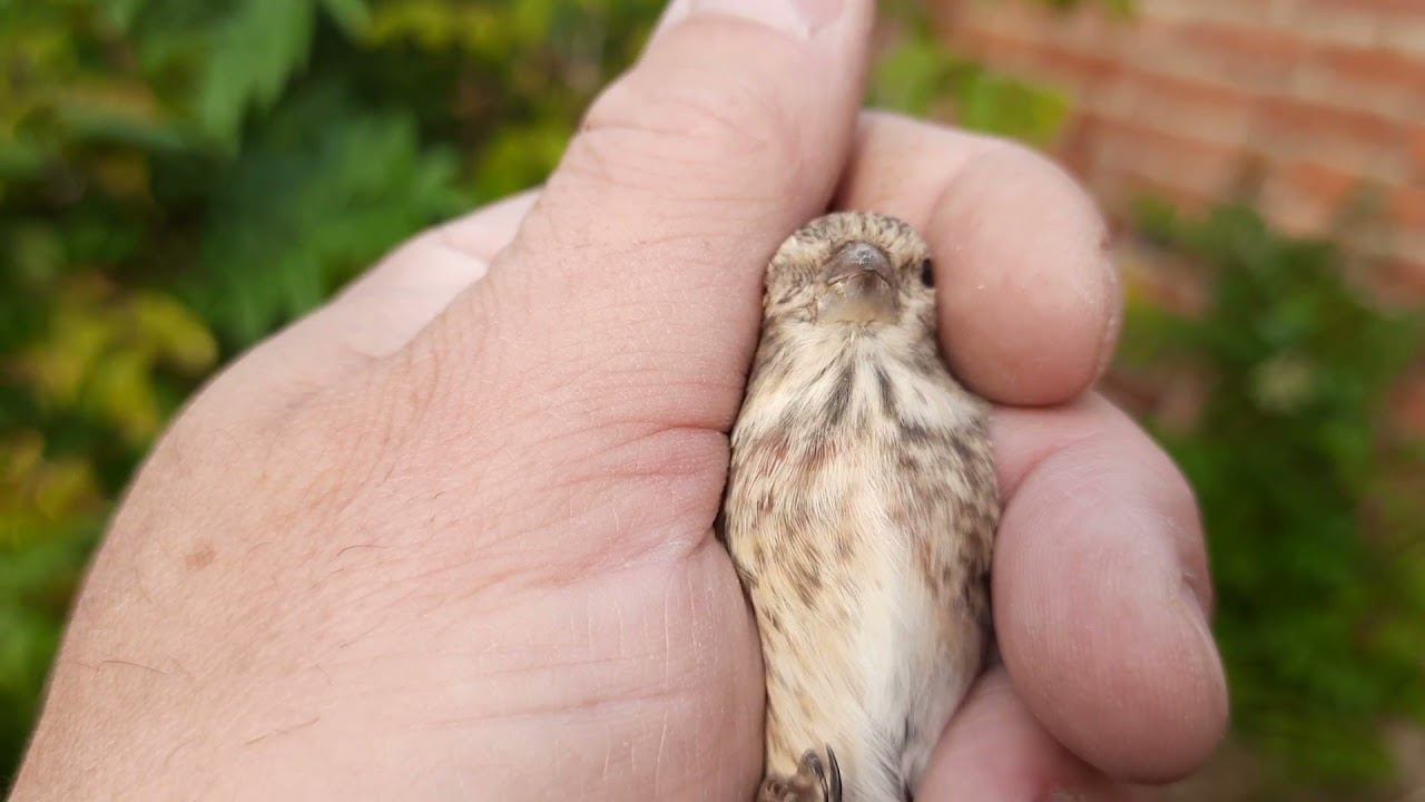 Ловля певчих птиц 18 сентября 2021 год смотреть онлайн