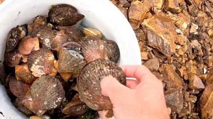 Шторм! На берег выкинуло Устрицы, Гребешки и Мидии! Собирай сколько хочешь!