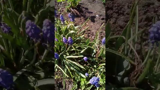 Мускари Армянский смотреть онлайн