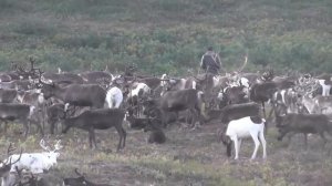 Как живут люди Крайнего Севера. Оленеводы Таймыра