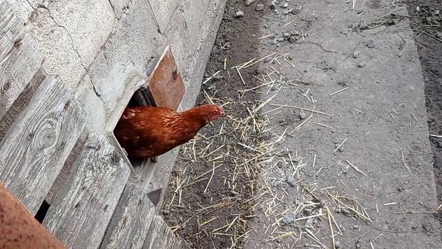 Курятник для несушек Ломан Браун. смотреть онлайн