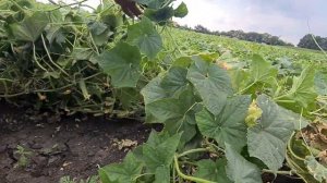 Применение спринталги и фульвумина на огурцах в открытом грунте