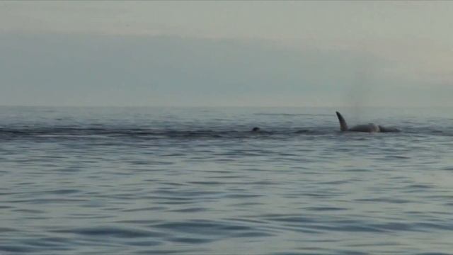 Стая касаток разрывает тюленя A pack of killer whales kills seals смотреть онлайн