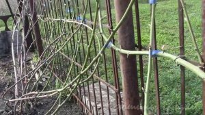 ВЕСЕННИЕ РАБОТЫ НА ЕЖЕВИКЕ 3