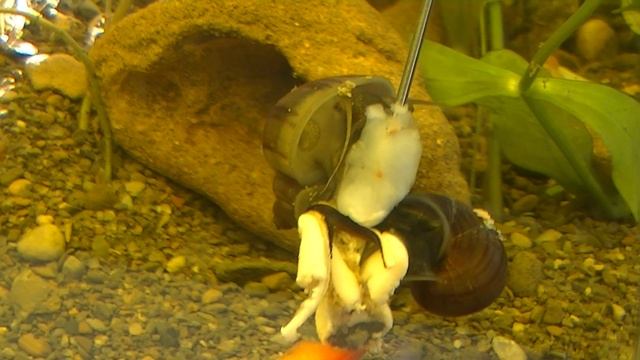 Ампулярии. Чем кормить и как едят. Черничная ампулярия. смотреть онлайн