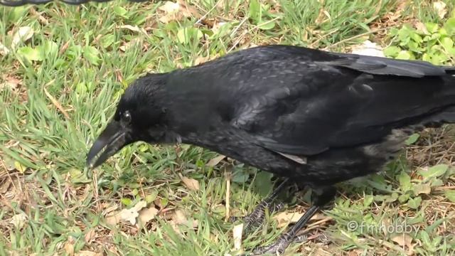 Panasonic HDC SD800 смотреть онлайн