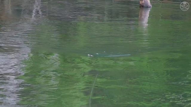 [FULL VIDEO] Papuan Black Bass & Spot Tail Bass Expedition with the BONE Voyage Expedition Series смотреть онлайн