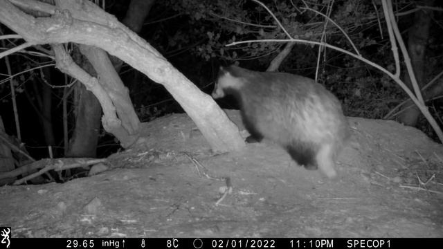 New Forest Explorers Guide - A badger nibbles at the trunk of an elder смотреть онлайн