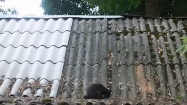 СКАЗКА кошка и воробей/как кошка пыталась играть с воробьем смотреть онлайн