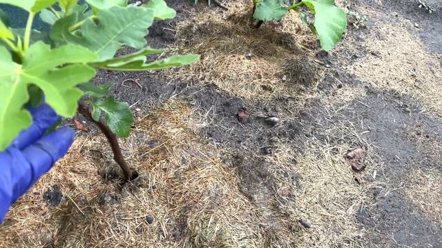 Мой инжир, как после пожара. смотреть онлайн