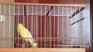 Пение Канарейки | Canary singing | Поёт Кенара