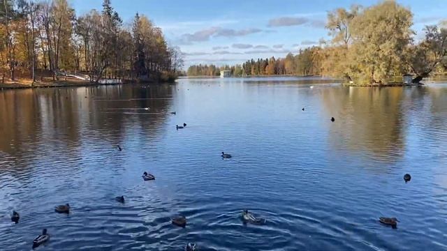 Гатчинский парк смотреть онлайн