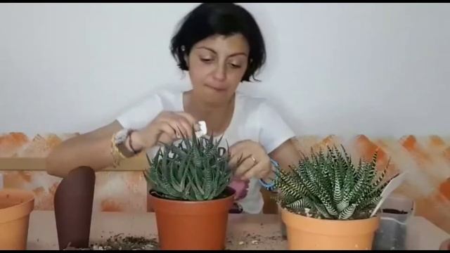 Haworthia fasciata e Haworthia attenuata смотреть онлайн