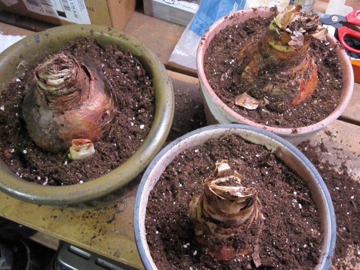 Как разбудить гиппеаструм после периода покоя, когда цветок просыпается в домашних условиях? смотреть онлайн