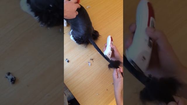 Стрижка кота без наркоза/лучшая стрижка кота/смотреть всем/груминг/стрижка перса/ смотреть онлайн