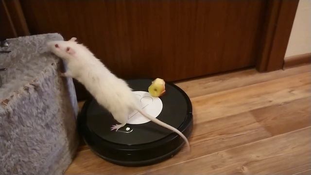 First cautious attempt of the brave Wistar rat to ride the robo vacuum смотреть онлайн