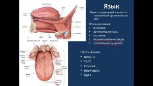 Клиническая анатомия органов полости рта и глотки. 04.10.2022 - 14:15