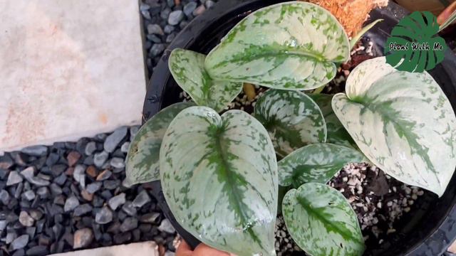ไม้ในสวน EP:1 พลูหัวใจแนบ Scindapsus pictus “exotica” смотреть онлайн