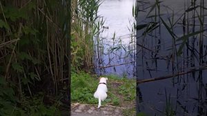 Утиная охота. Джек Рассел охотится на уток.