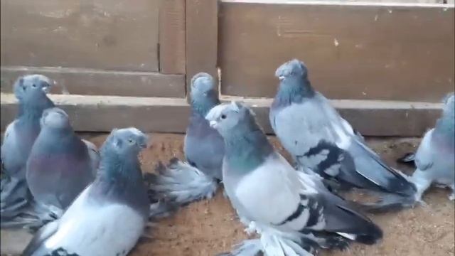 СИЗЫЕ ДВУХЧУБЫЕ ГОЛУБИ / PIGEONS / TAUBE #Gulsarino