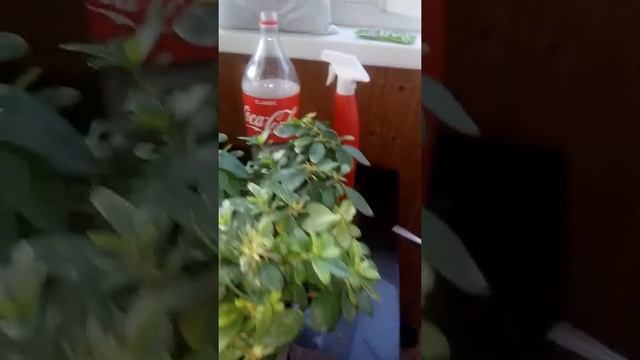 Обрезка черенков Азалии смотреть онлайн