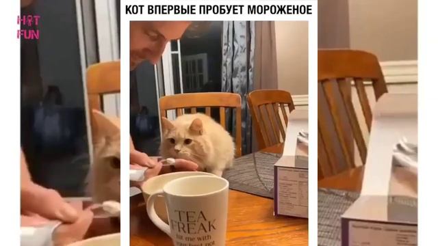 Попробуй не засмеяться / Смешные животные: коты и собаки, Приколы с котами 2020 #30 смотреть онлайн