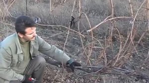 Обрезка старого запущенного куста винограда.