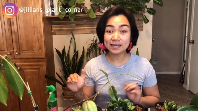 HOYA COMPACTA 101: How I Take Care Of My Hoya Compactas In SOIL And In PASSIVE HYDROPONICS/LECA