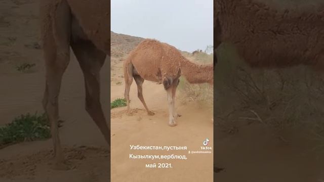 Верблюд.Пустыня Кызылкум.Крепость Аяз-Кала.Узбекистан.Май 2021. смотреть онлайн