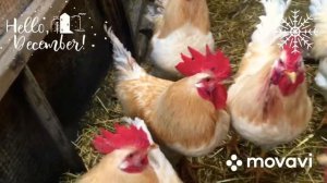 Новогодние петухи ? и курочки породы «Ломан Браун» #петухи #курыломанбраун #ломанбраун