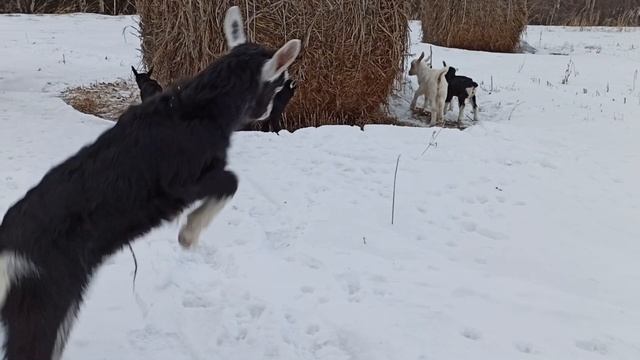 Козлята 2020 года ЛПХ КОЗяйство ЛАДНОЕ смотреть онлайн