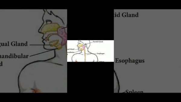 samacheer 5th scienceTerm 1/Organ systems/1.Digestive tract/ pg no. 102