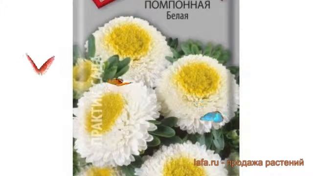 Астра помпонная Белая (belaya) ? помпонная астра Белая обзор: как сажать, семена астры Белая смотреть онлайн