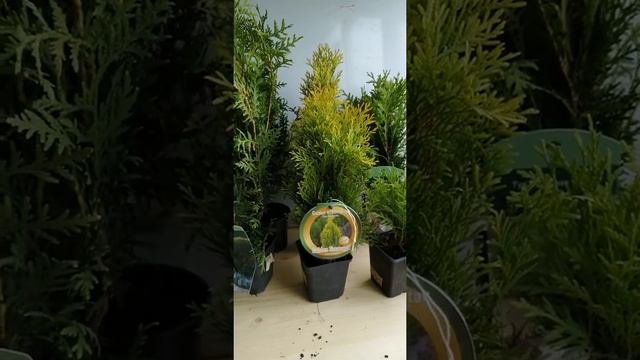 Туя Смарагд и Брабант в р9  #туя #туясмарагд  #туякупить #туязападная