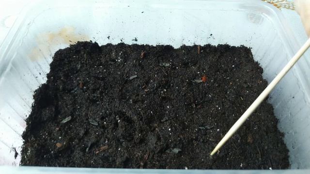 Хоста из семян. Посейте семена хосты так и все семена прорастут смотреть онлайн