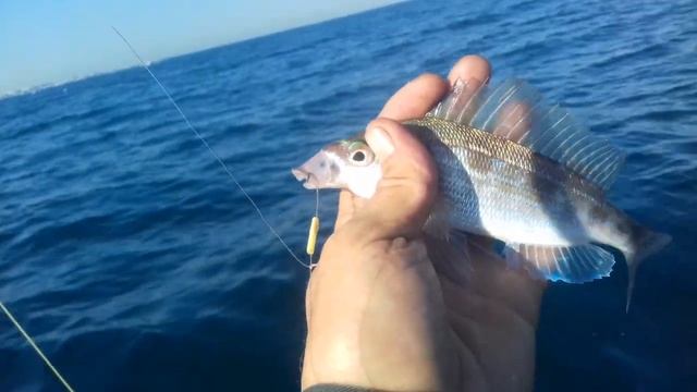 Рыбалка с лодки на Чёрном море (окунь,ласкирь) ч.2 смотреть онлайн