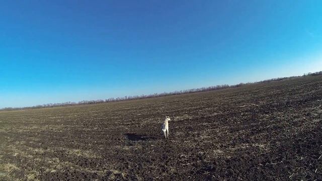 охота на зайца, сайга 12, собака тазы смотреть онлайн