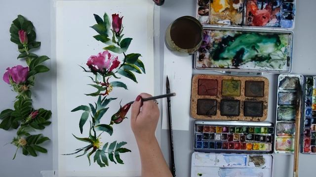 Рисуем шиповник: урок акварели, танцующая кисть смотреть онлайн