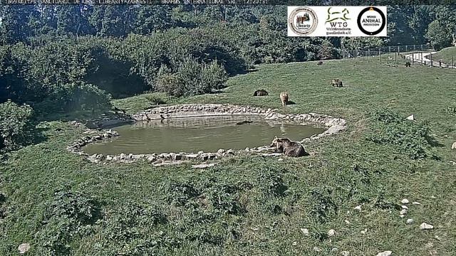 Светлый мишка попил воды и пошел пообщаться с подружкой #Румыния смотреть онлайн
